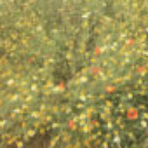 Profile photo of Joanna Wollersheim