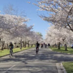 Group logo of Protecting Hains Point & East Potomac Park